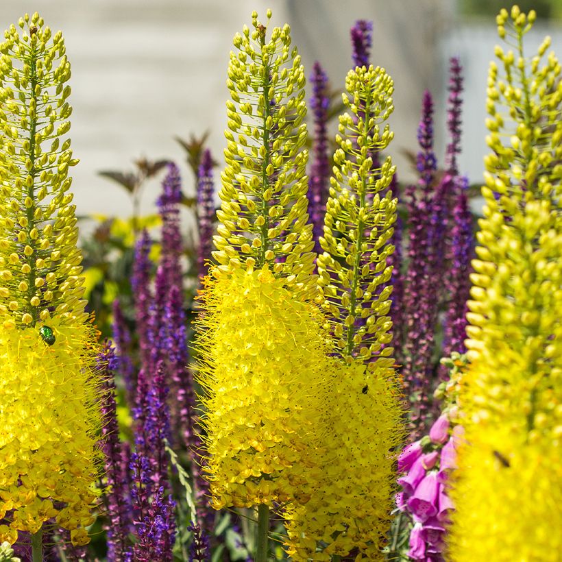 Eremurus bungei (Fioritura)