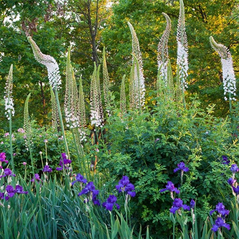 Eremurus himalaicus (Fioritura)