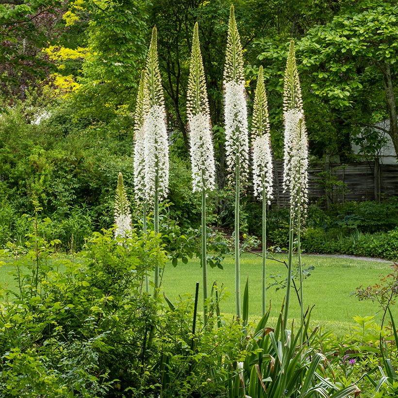 Eremurus himalaicus (Porto)