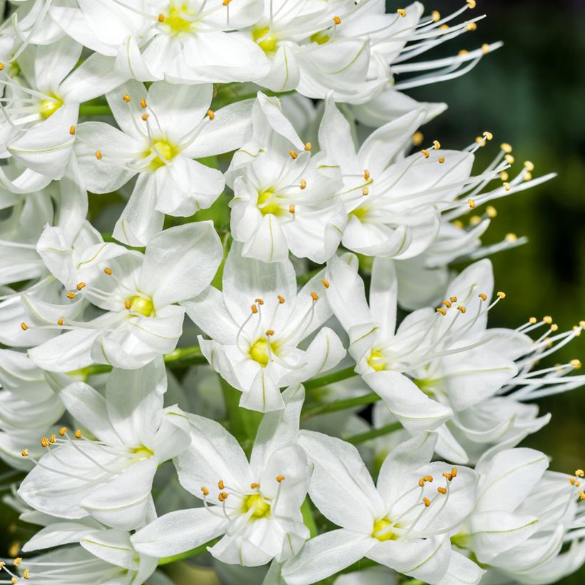 Eremurus robustus (Fioritura)