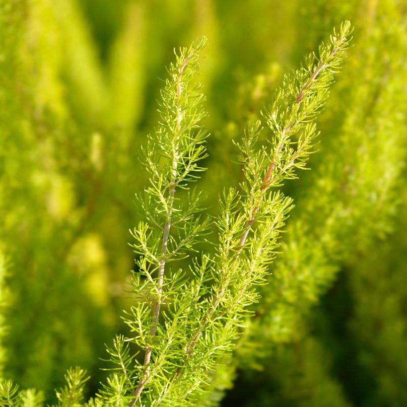 Erica arborea Albert's Gold (Fogliame)