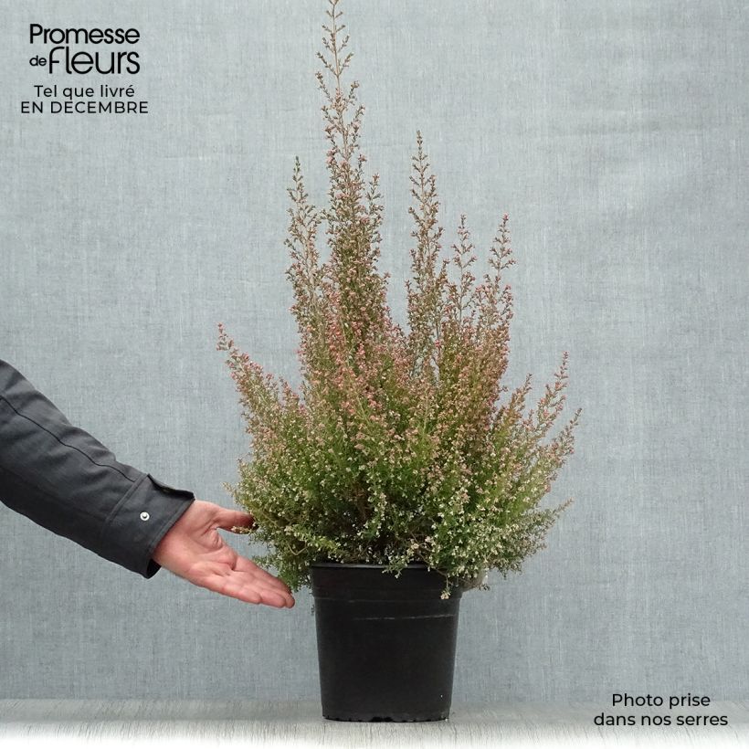 Erica canaliculata - Bruyère arbustive de Noël Pot de 4L/5L esemplare consegnato in inverno