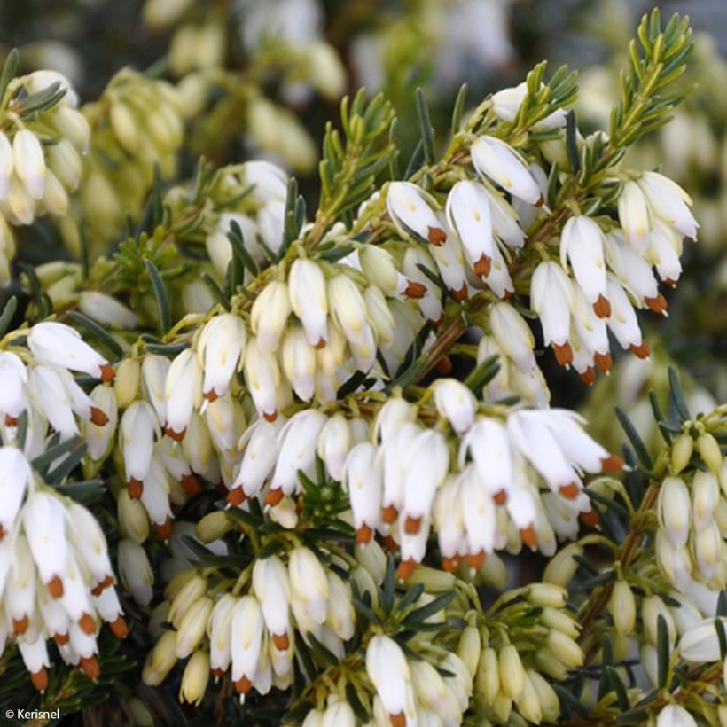 Erica carnea Isabell (Fioritura)