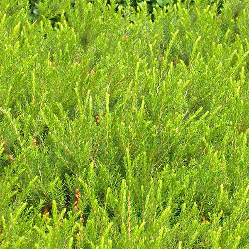 Erica darleyensis Jenny Porter (Fogliame)