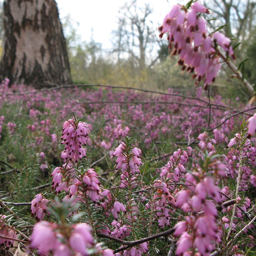 Erica darleyensis Jenny Porter (Fioritura)