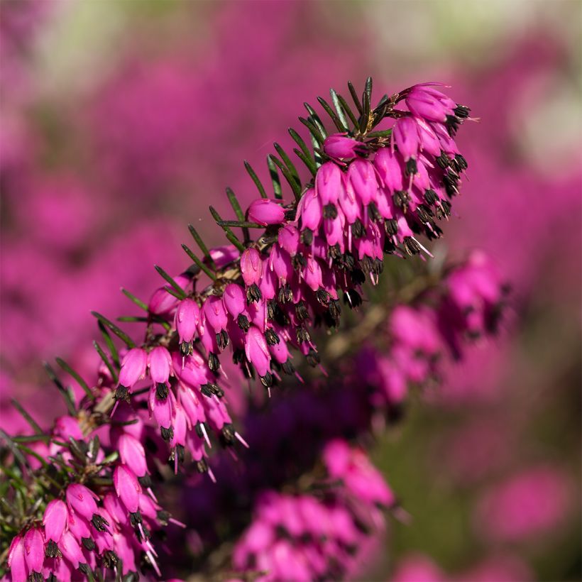 Erica carnea Myreton Ruby (Fioritura)