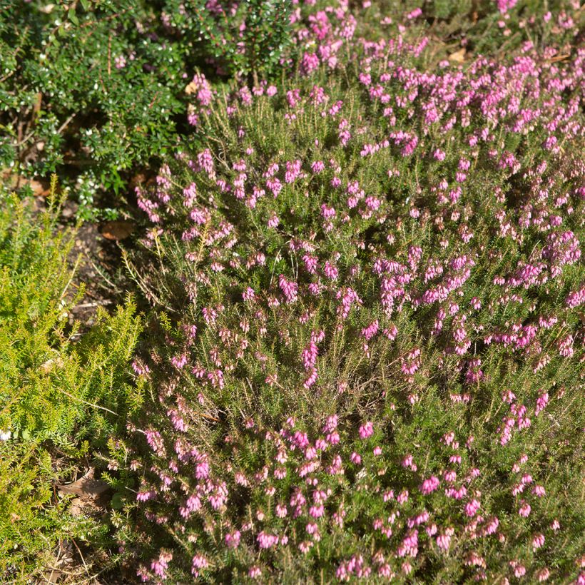 Erica carnea Myreton Ruby (Porto)