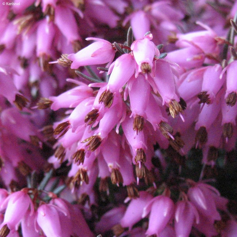 Erica carnea Rosalie (Fioritura)