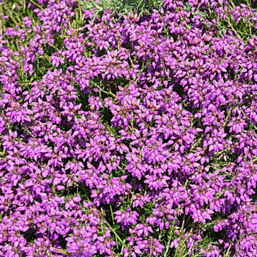 Erica cinerea C.G Best (Fioritura)