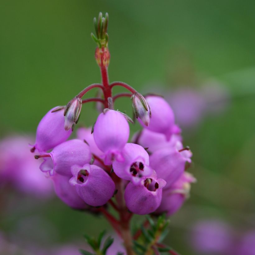 Erica cinerea (Fioritura)