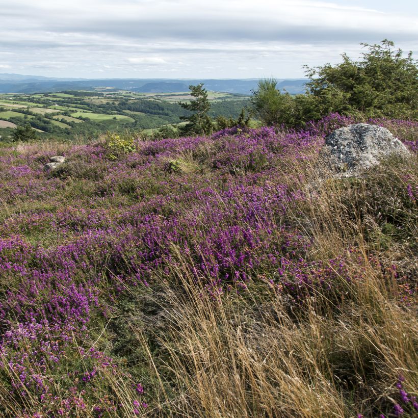 Erica cinerea (Porto)