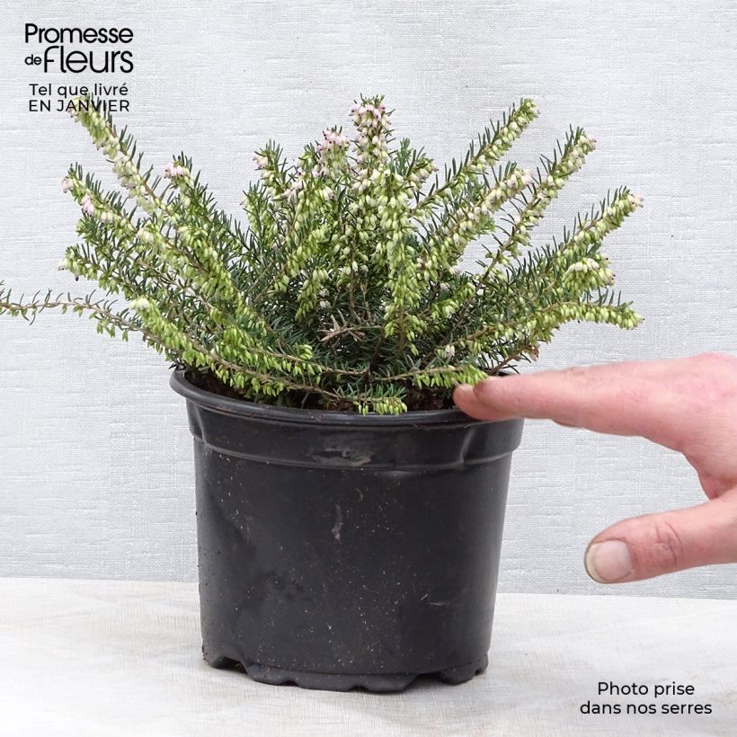 Erica darleyensis Darley Dale - Bruyère d'hiver Pot de 2L/3L esemplare consegnato in inverno