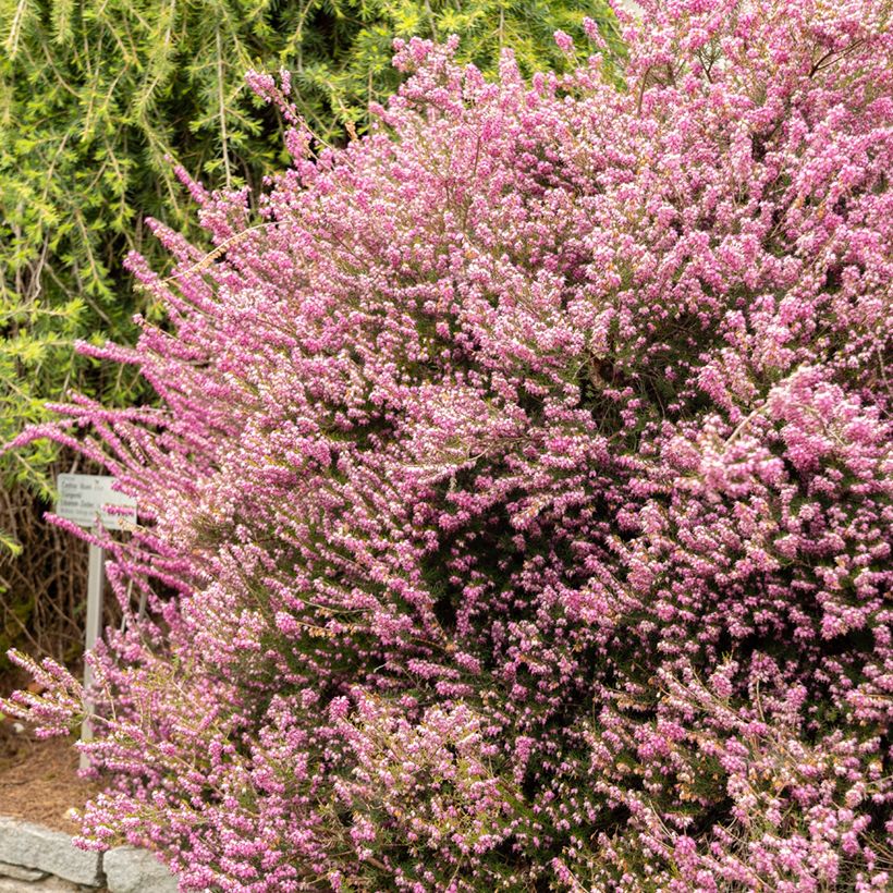 Erica darleyensis Darley Dale (Porto)