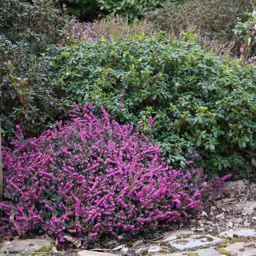 Erica darleyensis Eva Gold (Porto)