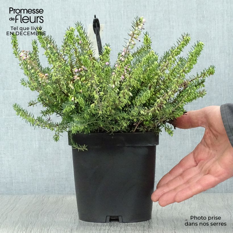 Erica darleyensis Tyann - Bruyère d'hiver Pot de 2L/3L esemplare consegnato in inverno