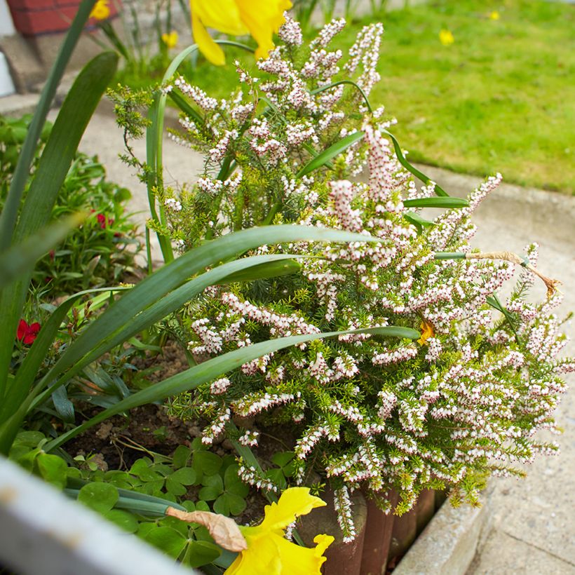 Erica darleyensis White Perfection (Porto)