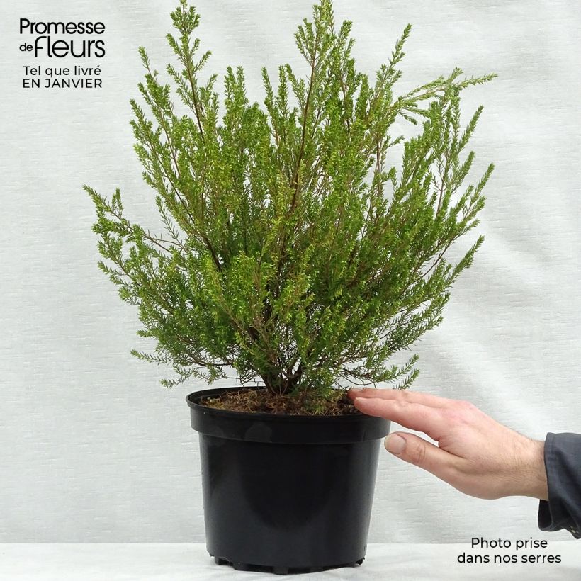 Bruyère de l'ouest - Erica mediterranea Pot de 3L/4L esemplare consegnato in inverno