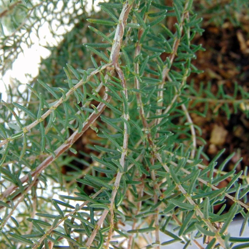 Erica mediterranea (Fogliame)