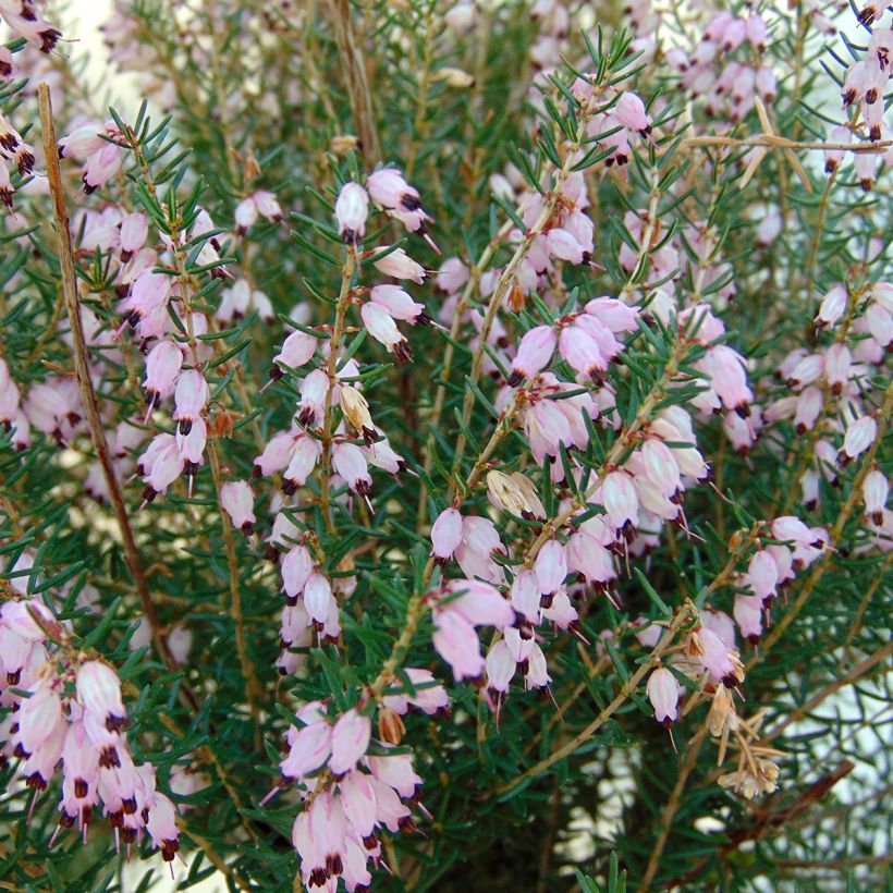 Erica mediterranea (Fioritura)