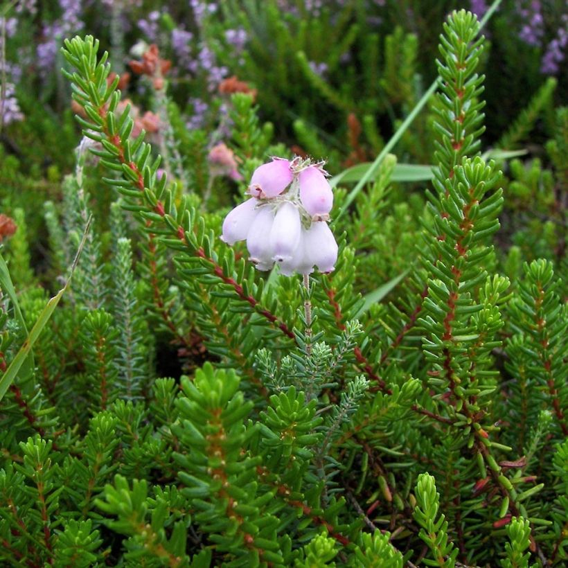 Erica tetralix (Fogliame)