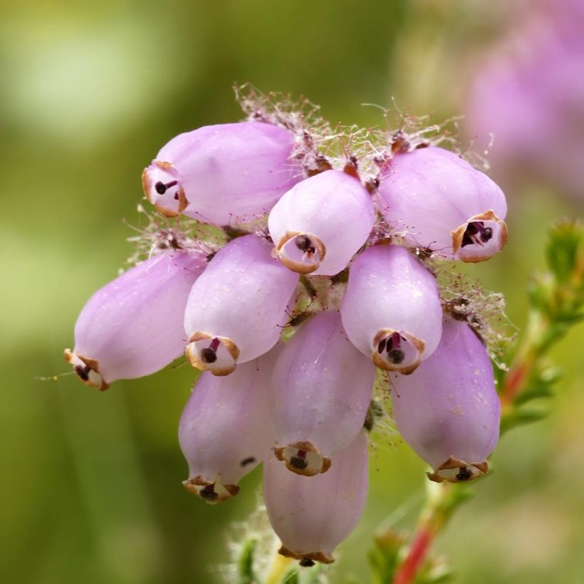 Erica tetralix (Fioritura)