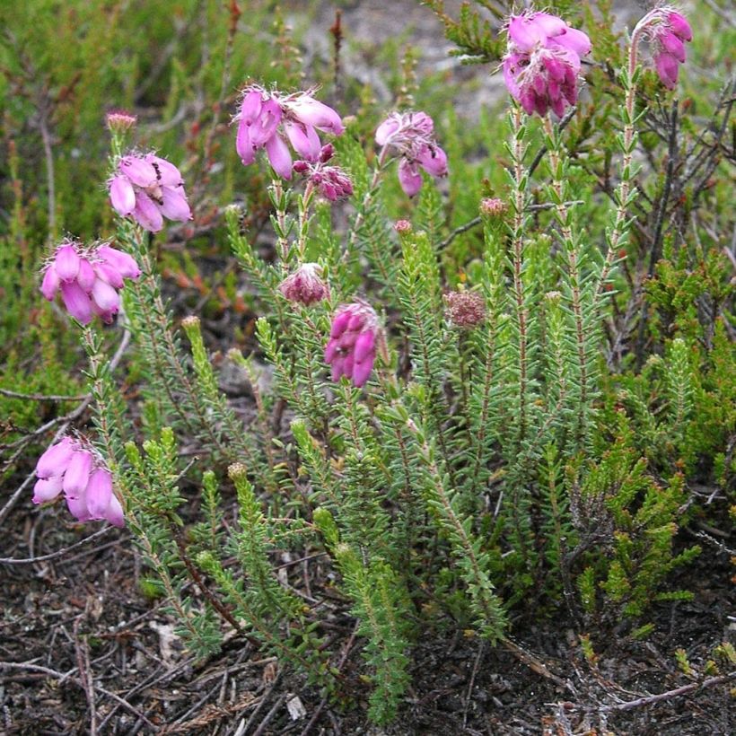 Erica tetralix (Porto)