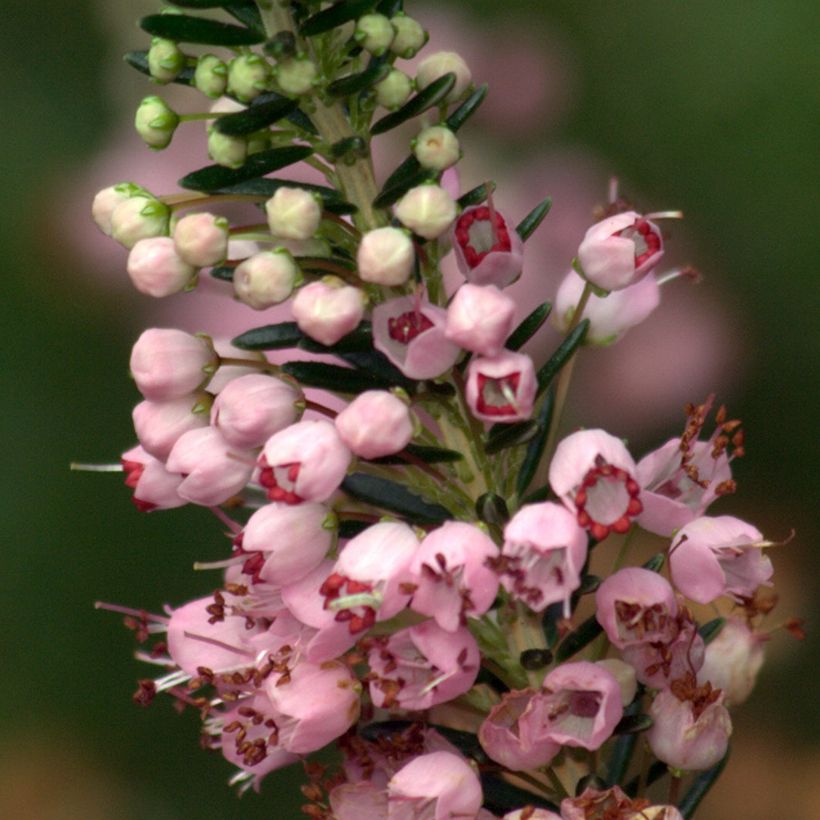 Erica vagans Diana Hornibrook (Fioritura)