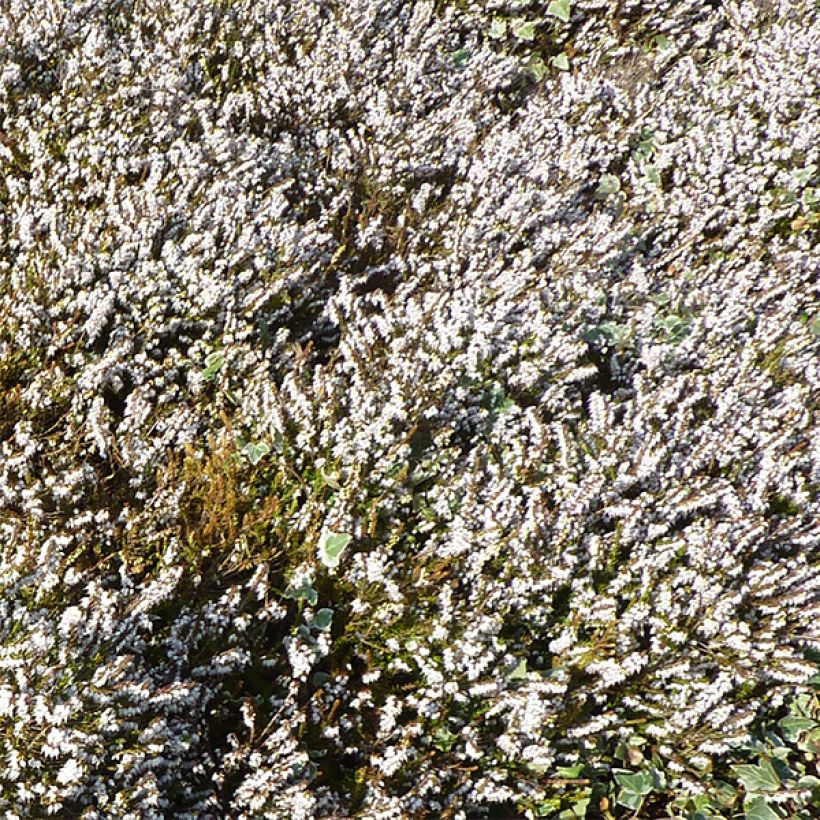 Erica darleyensis Silberschmelze (Fioritura)