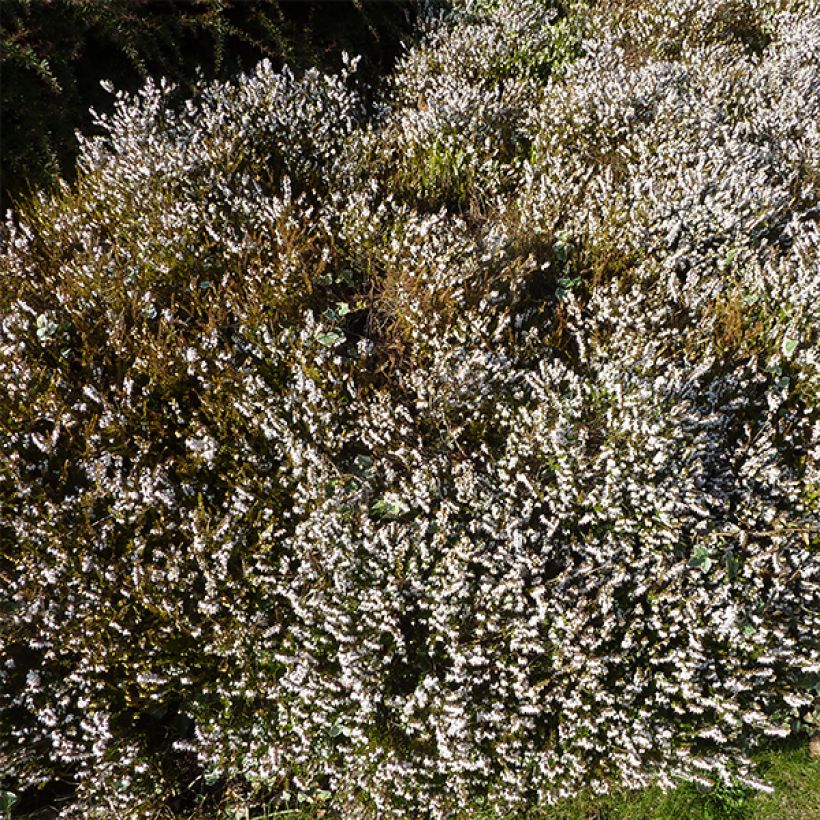 Erica darleyensis Silberschmelze (Porto)