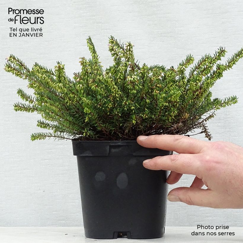 Erica x darleyensis Spring Surprise, bruyère Pot de 2L/3L esemplare consegnato in inverno