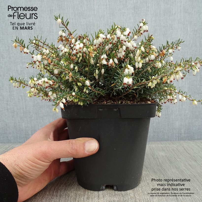 Erica x darleyensis Winter Belles Katia - Bruyère d'hiver Pot de 2L/3L esemplare consegnato in inverno