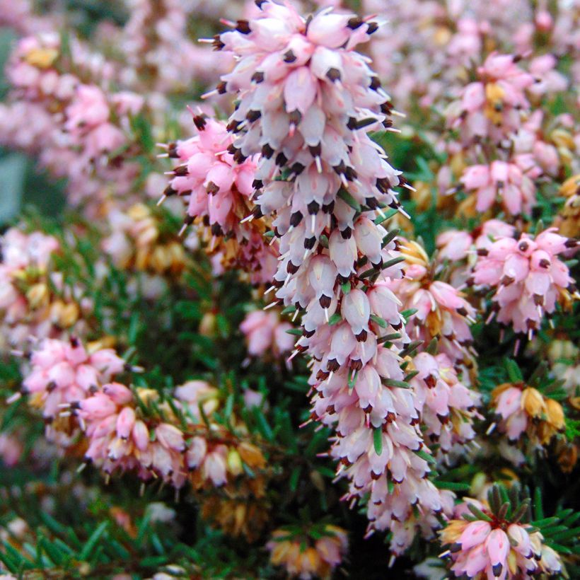 Erica darleyensis Winter Belles Phoebe (Fioritura)