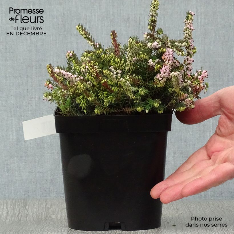 Erica x darleyensis Winter Belles Phoebe, bruyère d'hiver Pot de 2L/3L esemplare consegnato in inverno