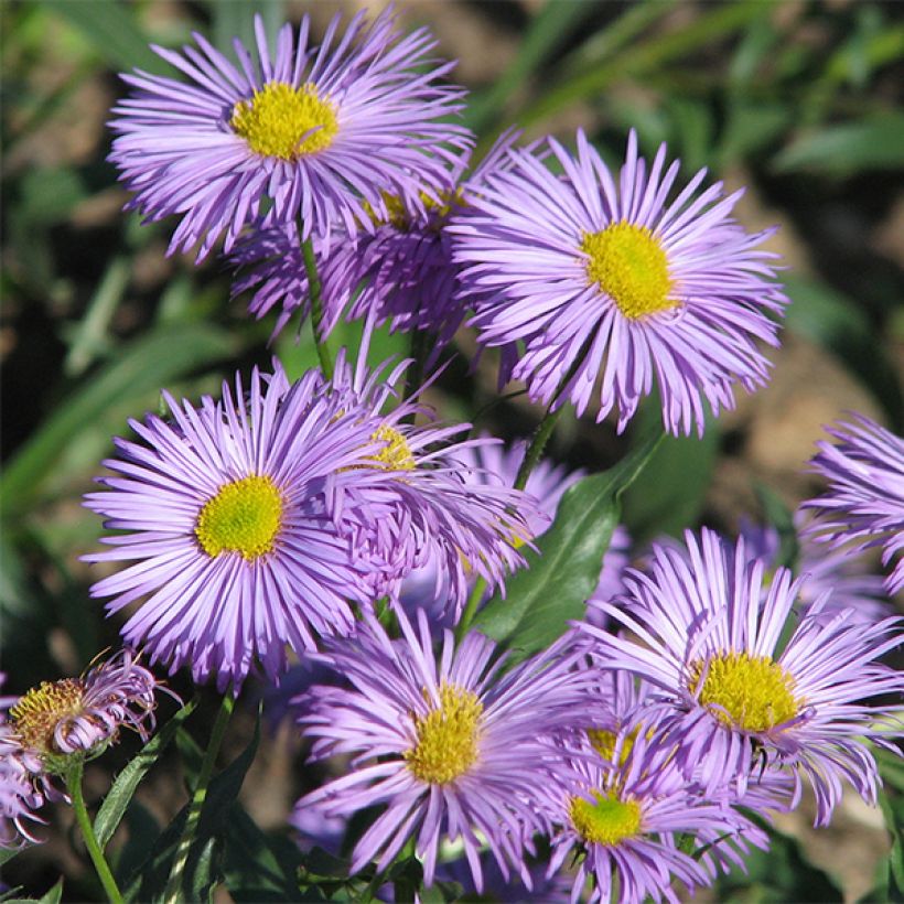 Erigeron speciosus Azure Beauty (Fioritura)