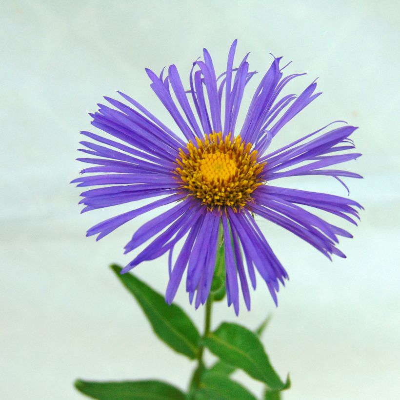 Erigeron Dunkelste Aller (Fioritura)