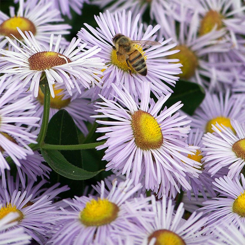 Erigeron Quakeress (Fioritura)