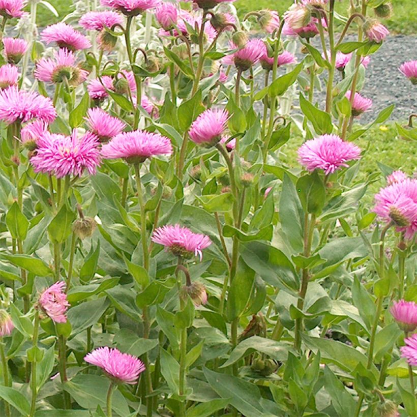 Erigeron speciosus Rosa Jewel (Fioritura)