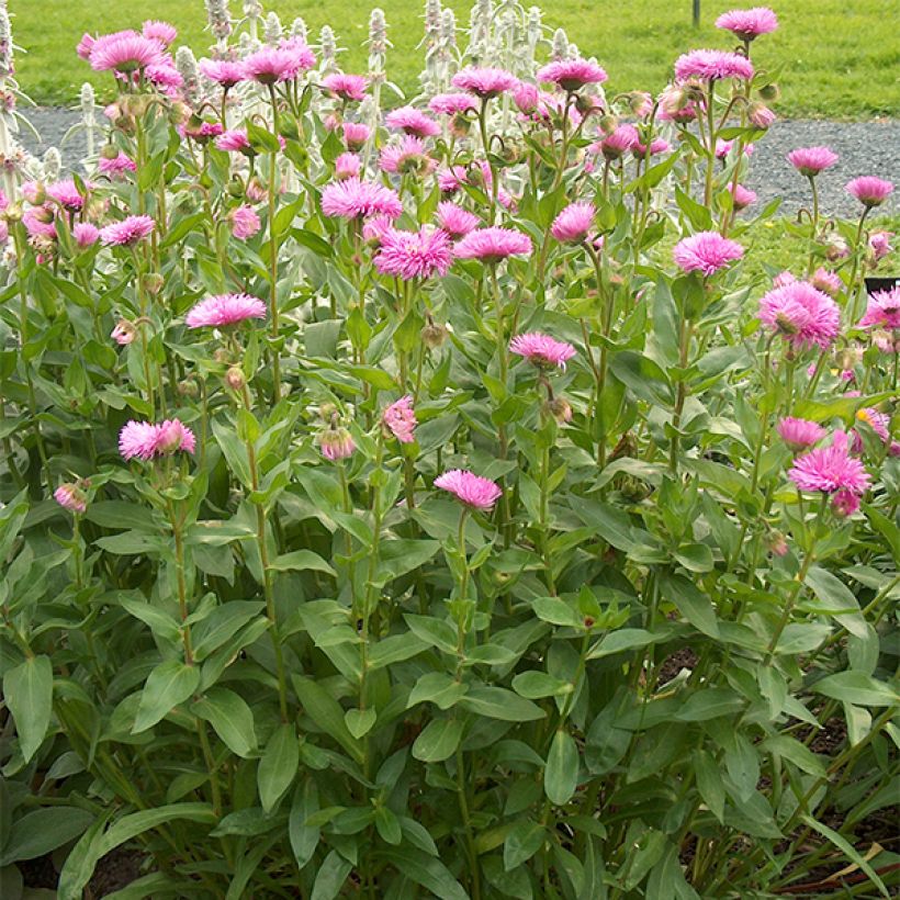 Erigeron speciosus Rosa Jewel (Porto)