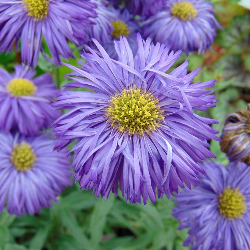 Erigeron Schwarzes Meer (Fioritura)