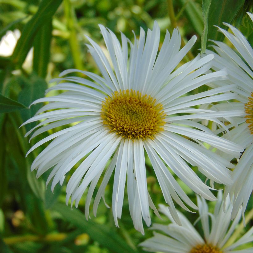 Erigeron speciosus Sommerneuschnee (Fioritura)