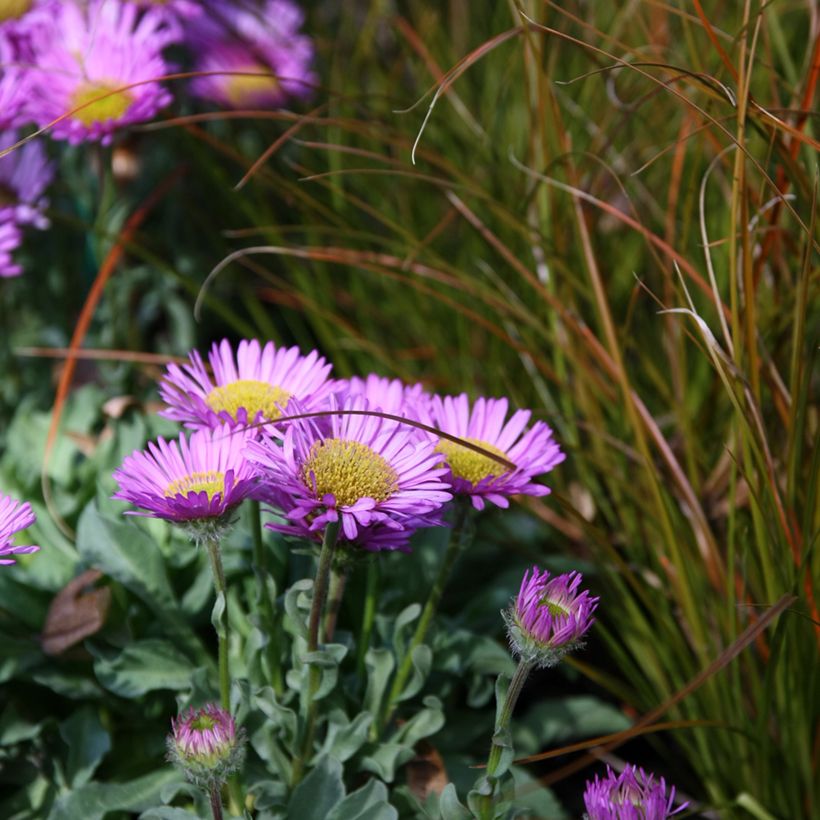 Erigeron glaucus Sea Breeze (Porto)