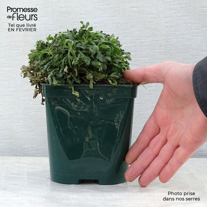 Erigeron karvinskianus en pot de 2L – Vergerette esemplare consegnato in inverno