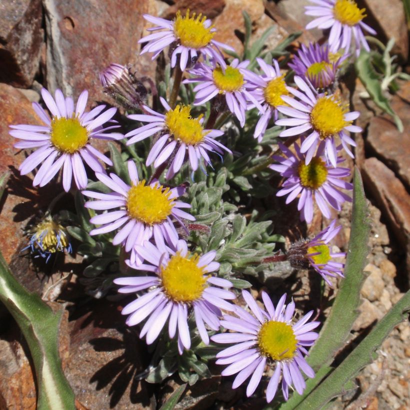 Erigeron leiomerus (Porto)