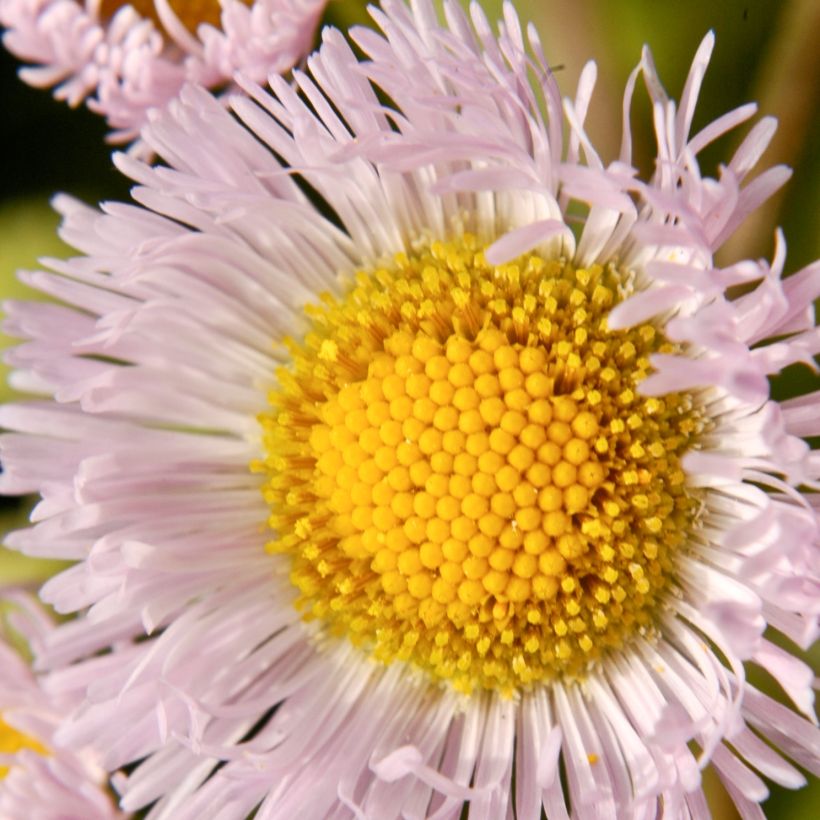 Erigeron philadelphicus - Cespica di Philadelfia (Fioritura)