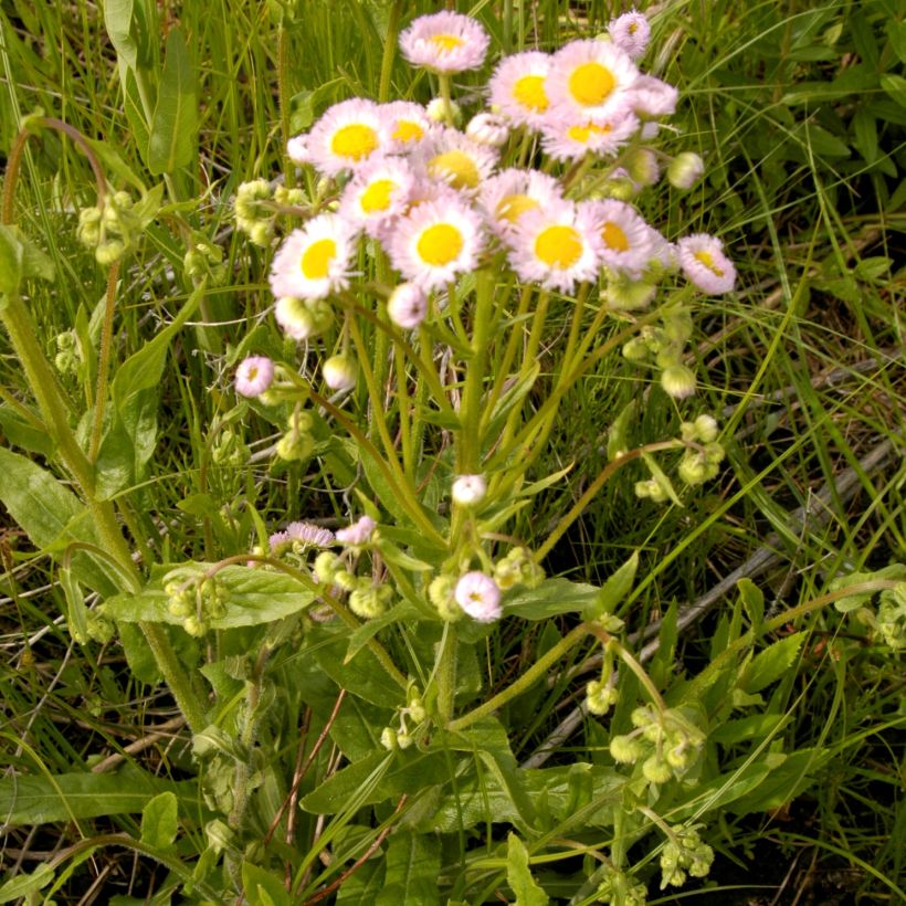 Erigeron philadelphicus - Cespica di Philadelfia (Porto)