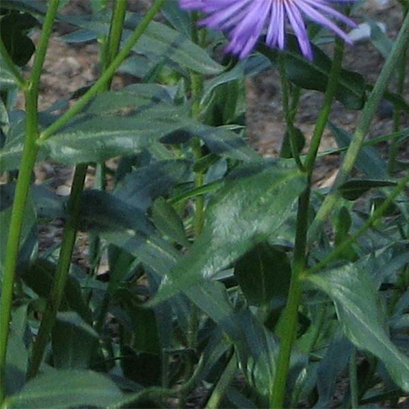 Erigeron speciosus Grandiflorus (Fogliame)