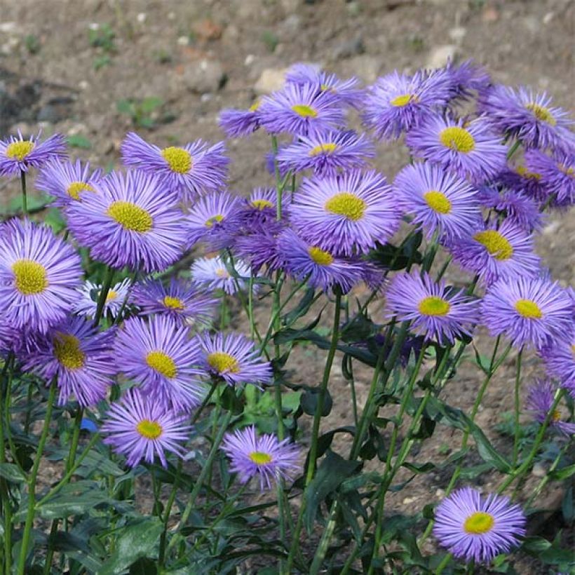 Erigeron speciosus Grandiflorus (Fioritura)