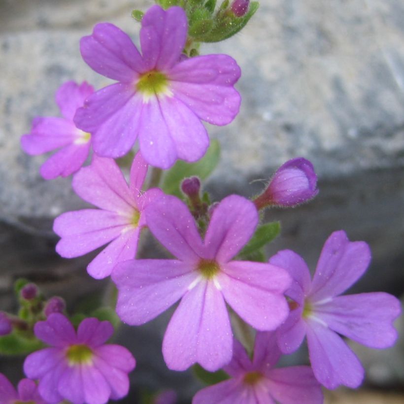 Erinus alpinus (Fioritura)