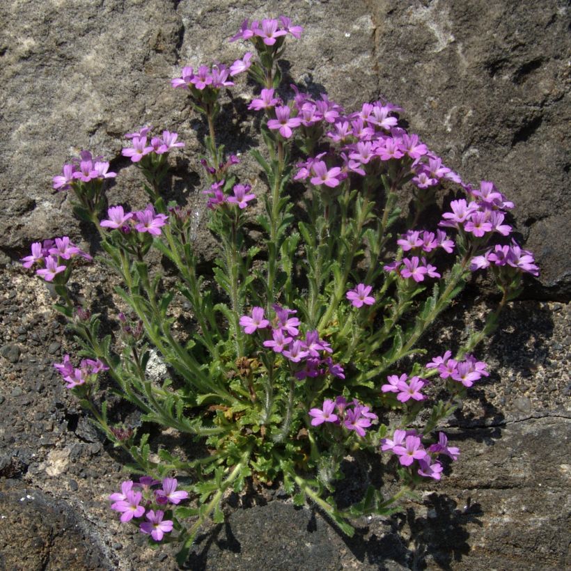 Erinus alpinus (Porto)