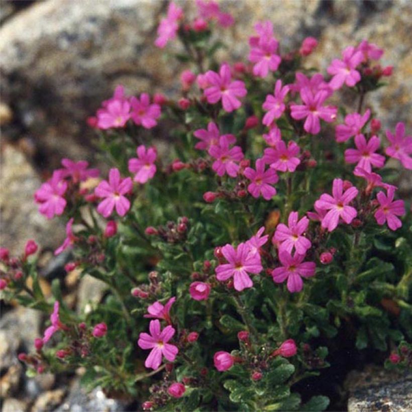 Erinus alpinus Hähnle (Porto)